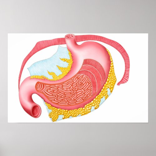 Anatomy Of The Human Stomach Poster