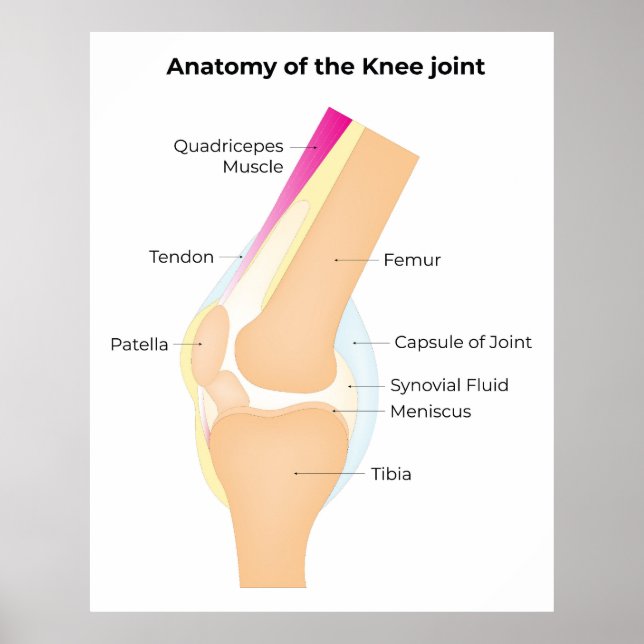 Anatomy of the Knee Poster (Front)