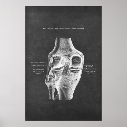 Anatomy of the Knee Posterior View Poster
