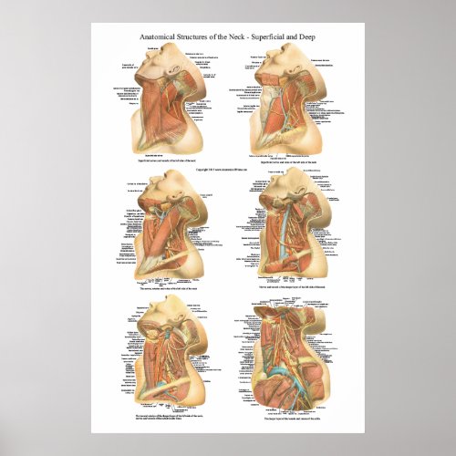 Anatomy of the Neck Chart Superficial  Deep Layer