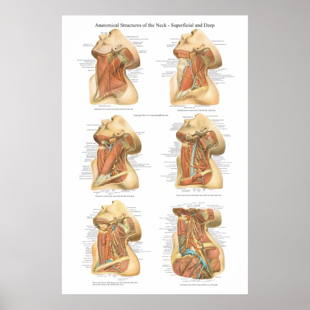 neck diagrams pro torrent