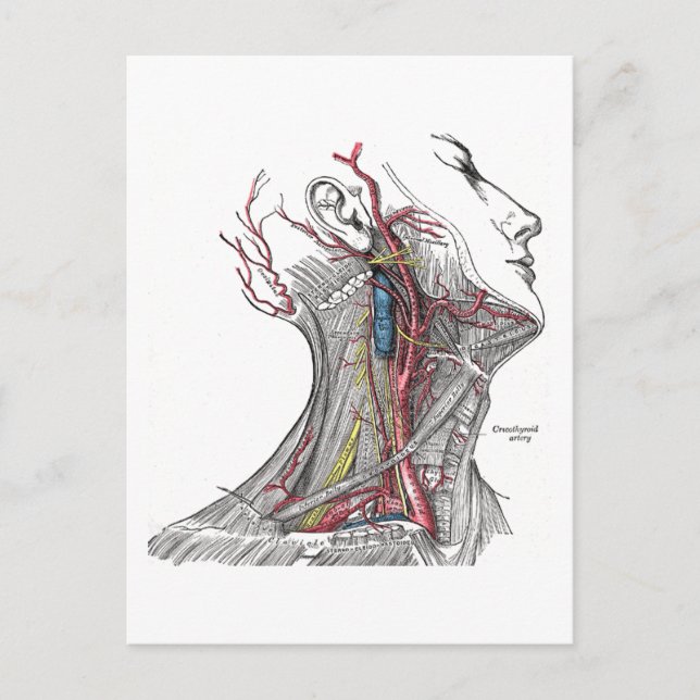 Anatomy of the Neck Postcard (Front)