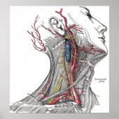 Anatomy of the Neck Poster Print | Zazzle