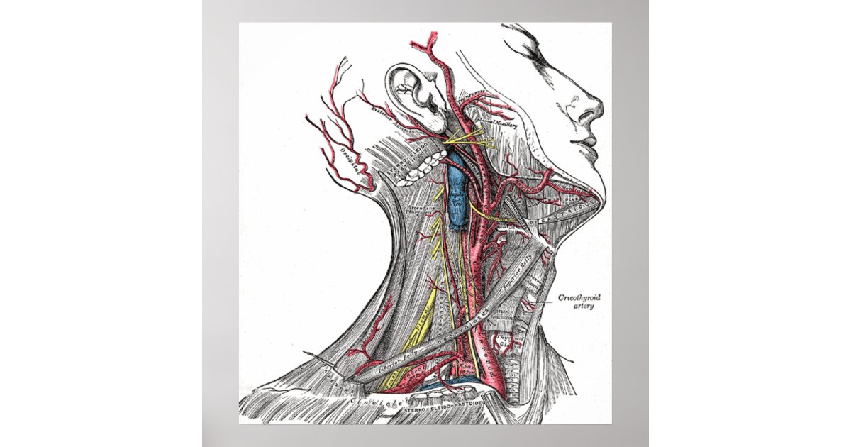 Anatomy of the Neck Poster Print | Zazzle