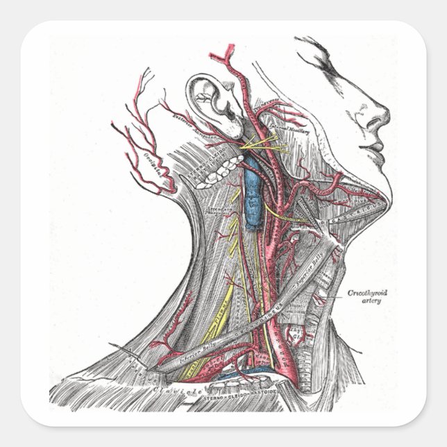 Anatomy of the Neck Square Sticker (Front)