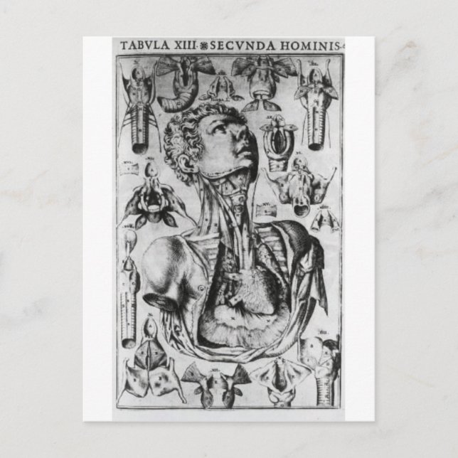 anatomy of  the respiratory system postcard (Front)