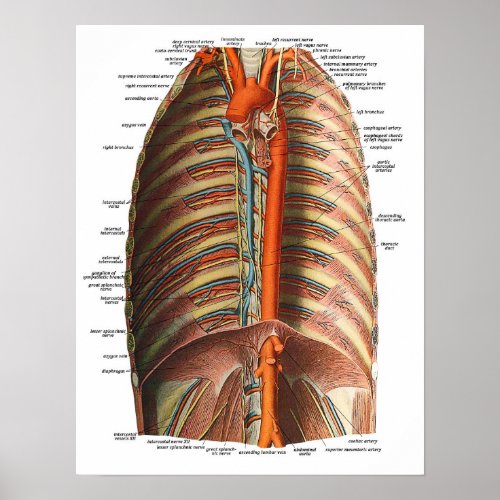 Anatomy of the Ribs and Thorax Poster