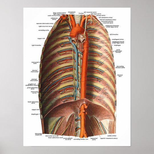Anatomy of the Ribs and Thorax Poster | Zazzle.com