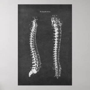 Anatomy of the Spinal Column Physical Therapy Art Poster