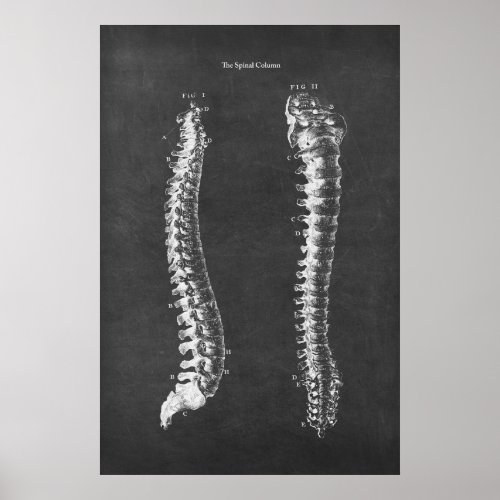 Anatomy of the Spinal Column Physical Therapy Art Poster