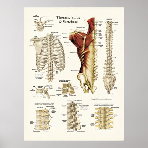 Anatomy of the Thoracic Spine and Vertebrae Poster