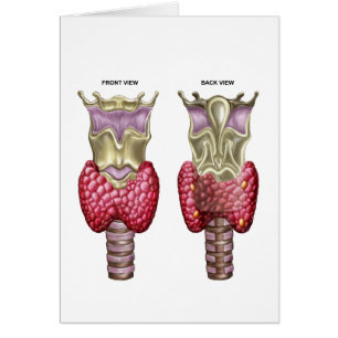 Anatomy Of Thyroid Gland With Larynx & Cartilage Cards