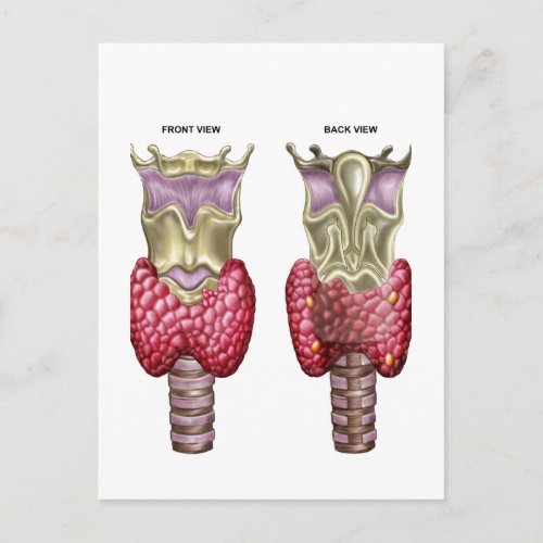 Anatomy Of Thyroid Gland With Larynx  Cartilage Postcard