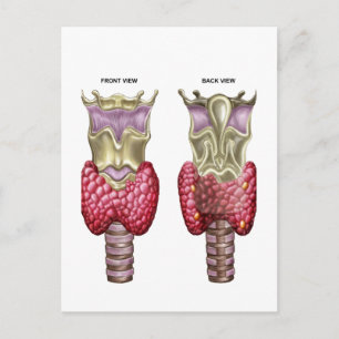 Anatomy Of Thyroid Gland With Larynx & Cartilage Postcard