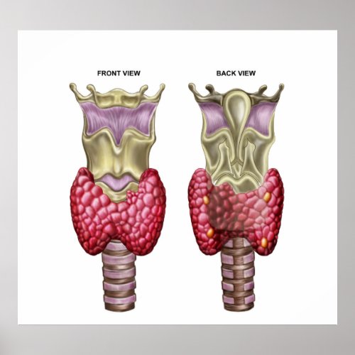 Anatomy Of Thyroid Gland With Larynx  Cartilage Poster