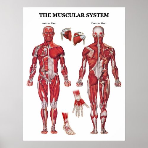 Anatomy Poster