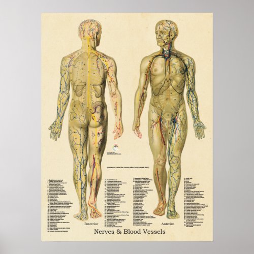Anatomy Poster Arteries Veins Nerves Lymph Vintage