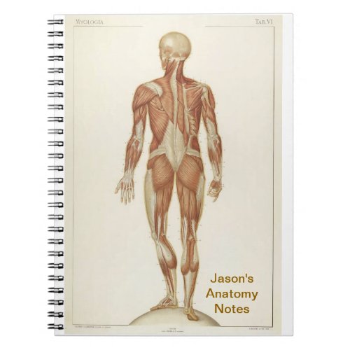 Anatomy Posterior Notebook