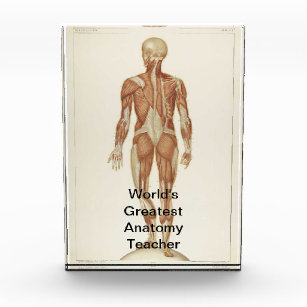 Anatomy Posterior Vintage Drawing Award