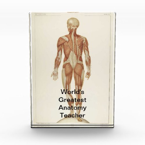 Anatomy Posterior Vintage Drawing Award