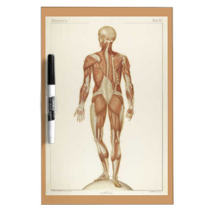 Muscle Anatomy for Female and Male Dry Erase Clipboard