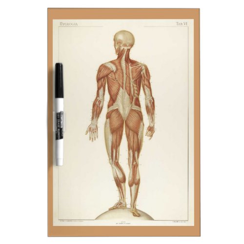 Anatomy Posterior Vintage Drawing Dry_Erase Board
