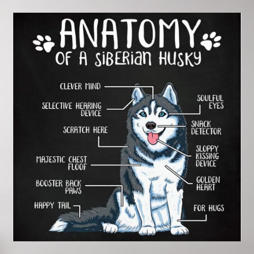 Anatomy Siberian Husky Canvas Poster