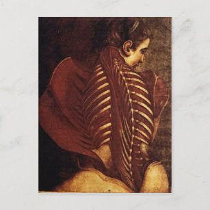 Anatomy/Skeletal of Female Back Postcard