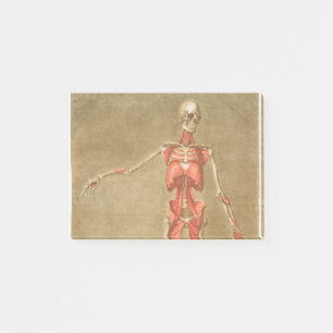 ANATOMY SKELETON BONES SKELETON MUSCLE HUMAN ANATO POST-IT NOTES