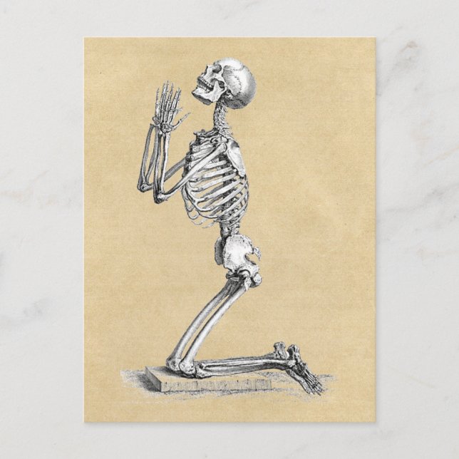 Anatomy Skeleton Illustration Postcard (Front)