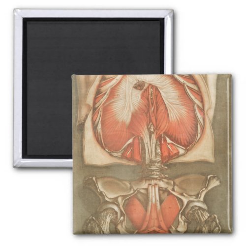 ANATOMY STOMACH BONES HIP DIAPHRAGM HUMAN ANATOMY MAGNET