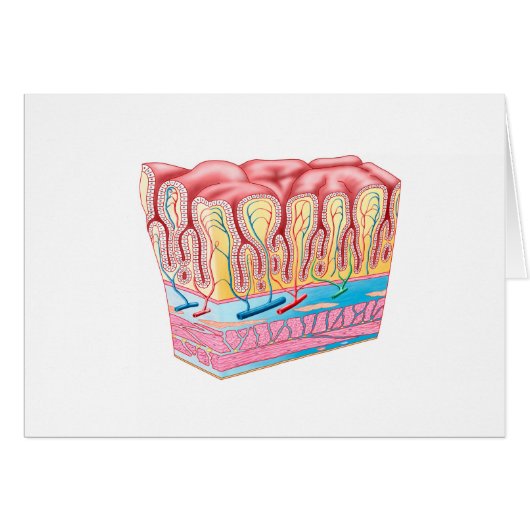 Anatomy Structure And Layers Of The Stomach Wall Cards (Front Horizontal)