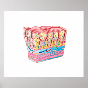 Anatomy Structure And Layers Of The Stomach Wall Poster