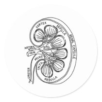 Anatomy Urologist Chronic Kidney Disease Medical 1 Classic Round Sticker