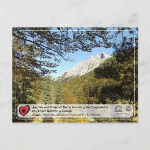 Ancient and Primeval Beech Forests - Rrajca Postcard