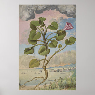 Ancient Botanical Art Coastal Bindweed Poster