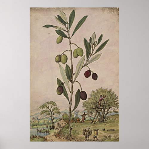 Ancient Botanical Art Olive Tree Poster