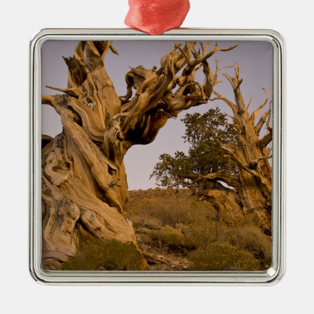 Ancient Bristlecone Forest, White Mountains, CA Metal Ornament (Front)