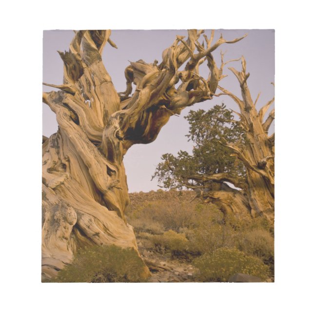 Ancient Bristlecone Forest, White Mountains, CA Notepad (Front)