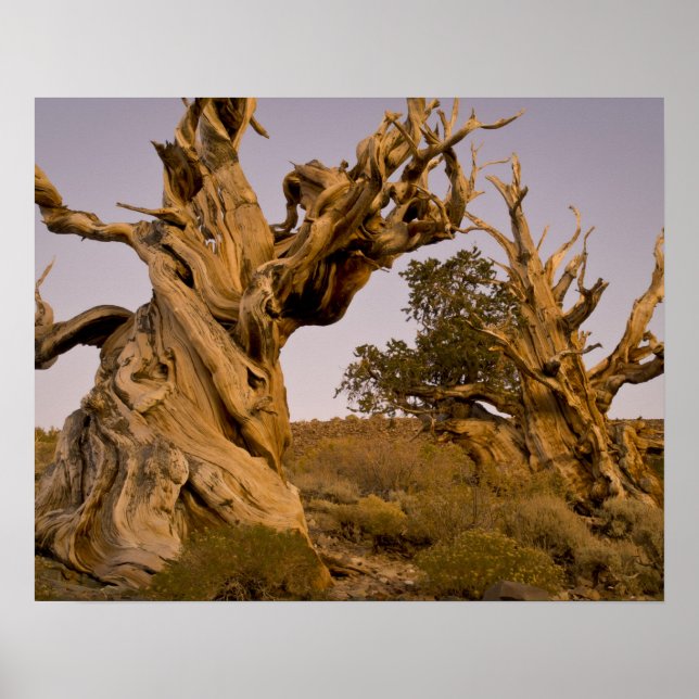 Ancient Bristlecone Forest, White Mountains, CA Poster (Front)