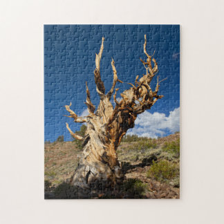 Ancient Bristlecone Jigsaw Puzzle