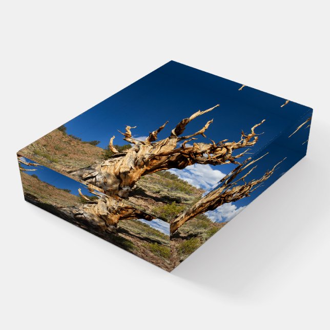 Ancient Bristlecone Paperweight (Angled)