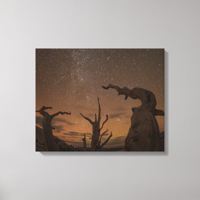 Ancient Bristlecone Pine Forest | California Canvas Print (Front)