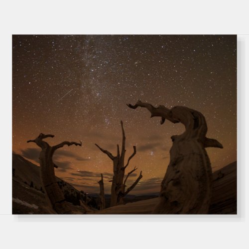 Ancient Bristlecone Pine Forest  California Foam Board