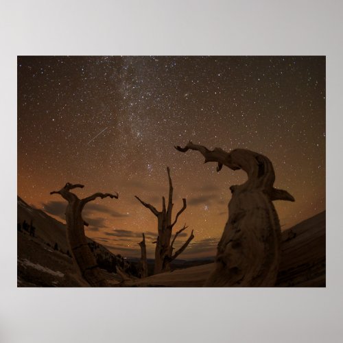Ancient Bristlecone Pine Forest  California Poster