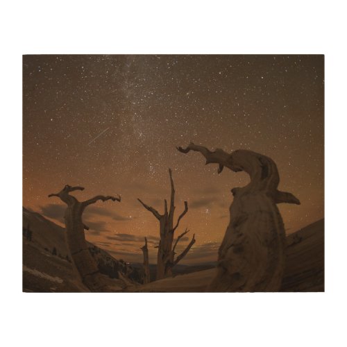 Ancient Bristlecone Pine Forest  California Wood Wall Art