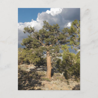 Ancient Bristlecone Pine Forest Postcard