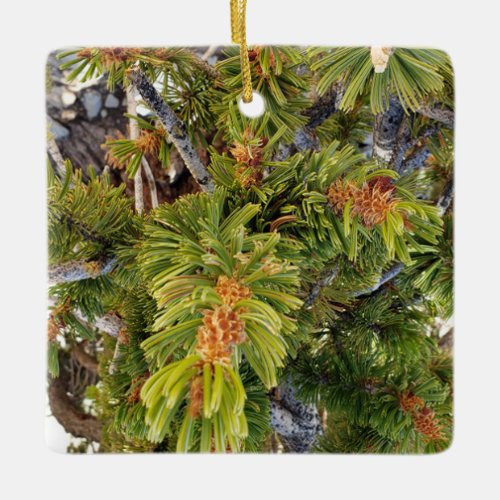 Ancient Bristlecone Pine in Eastern California Ceramic Ornament