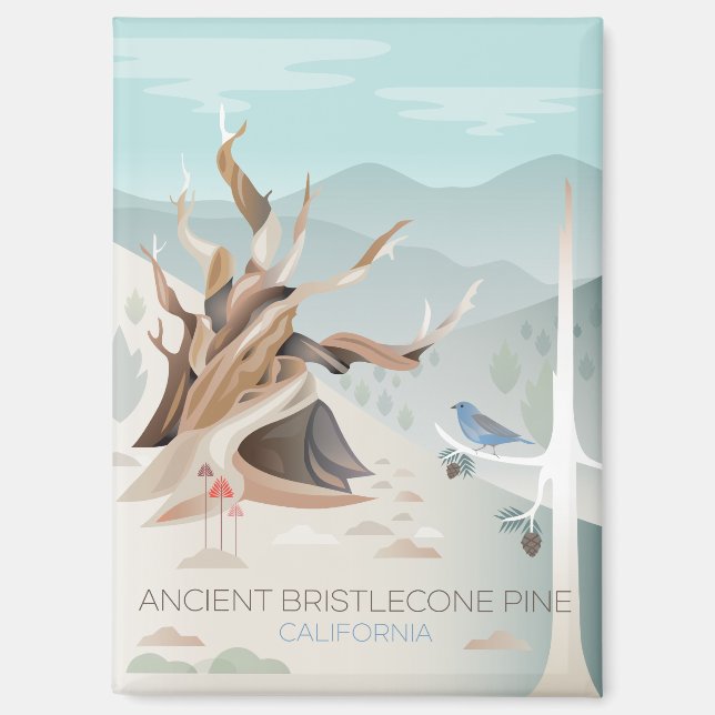 Ancient Bristlecone Pine Refrigerator Magnet (Front)