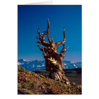 Ancient Bristlecone Pine Tree White Mountains, CA Cards